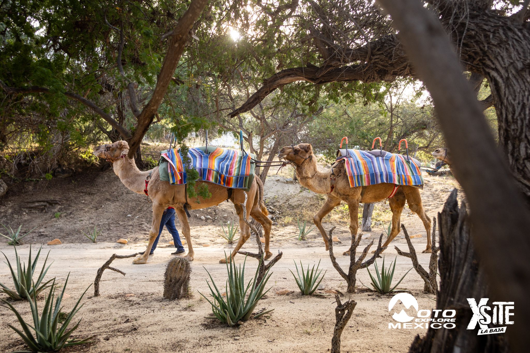 ITALIKA LA NAJA D1 504