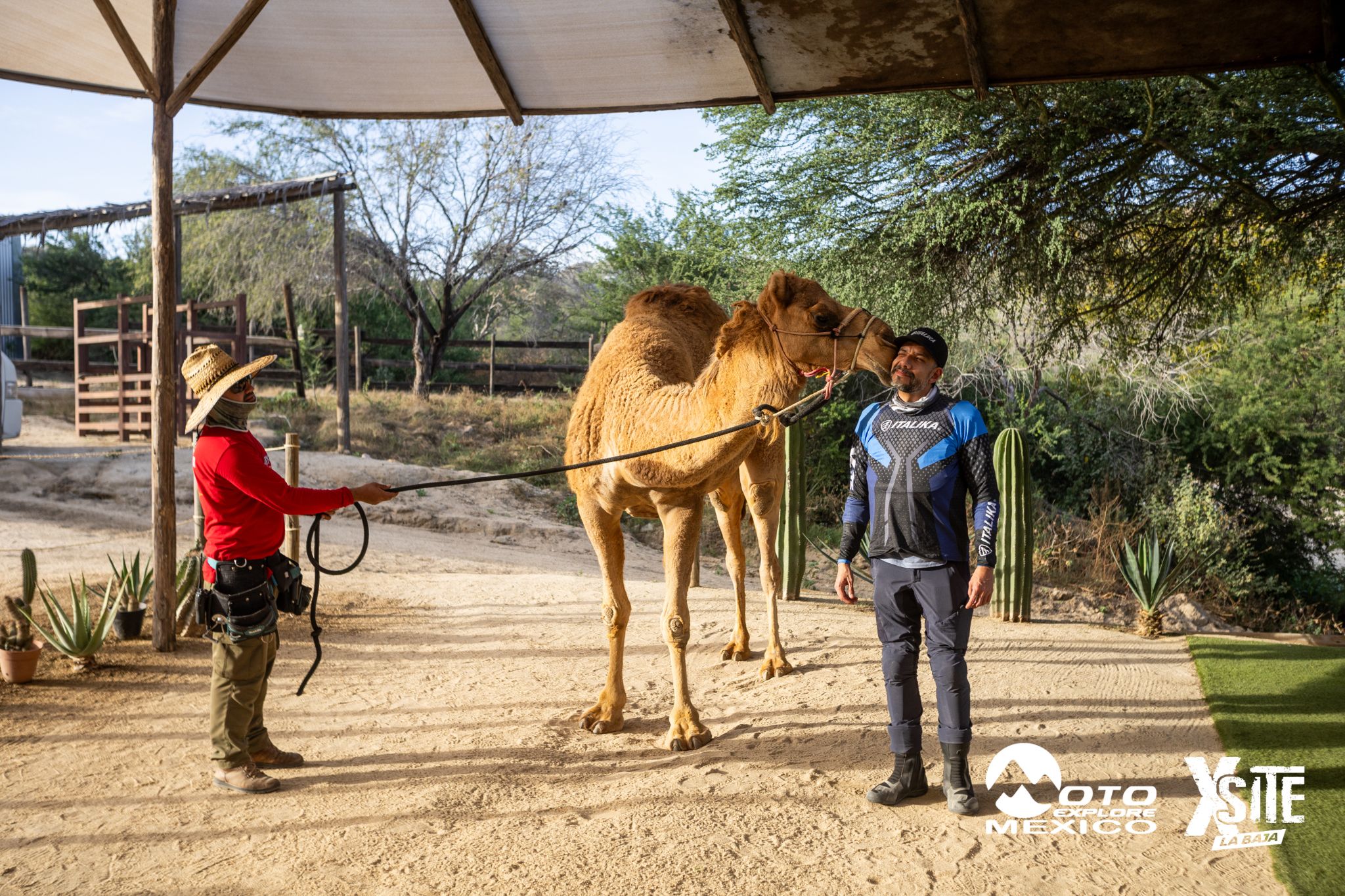 ITALIKA LA NAJA D1 581