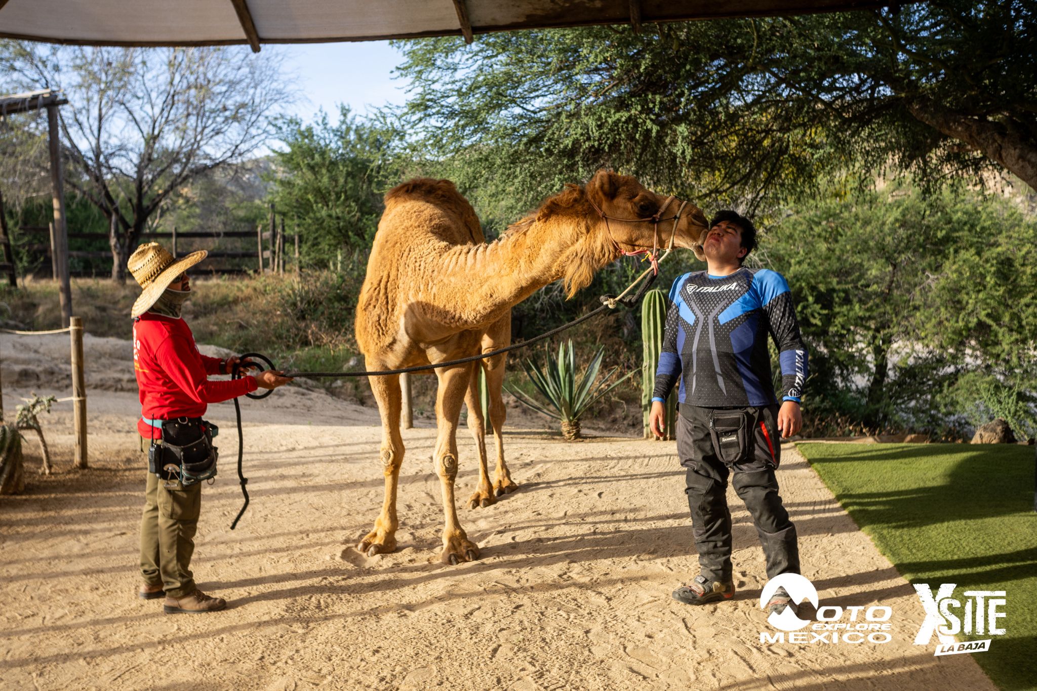 ITALIKA LA NAJA D1 604